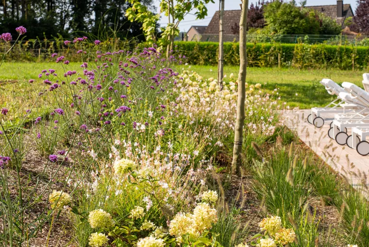 Aménagement de la plantation 