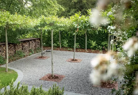 Quand les arbres deviennent votre carport végétal